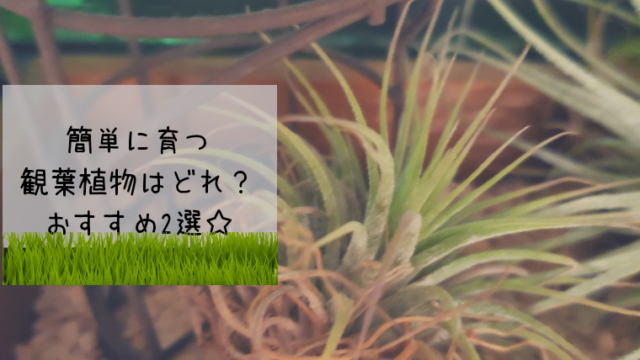 札幌の室内で植物を冬でも育てられる？観葉植物のおすすめ☆